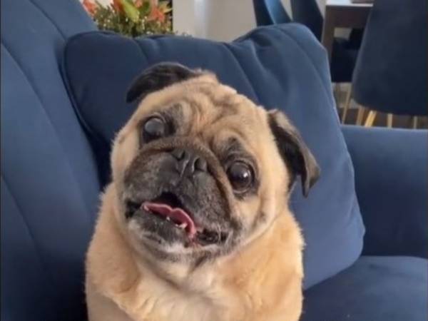 愛犬に初めて飼い主の名前を伝えたら？　リアクションに５００万人が爆笑！