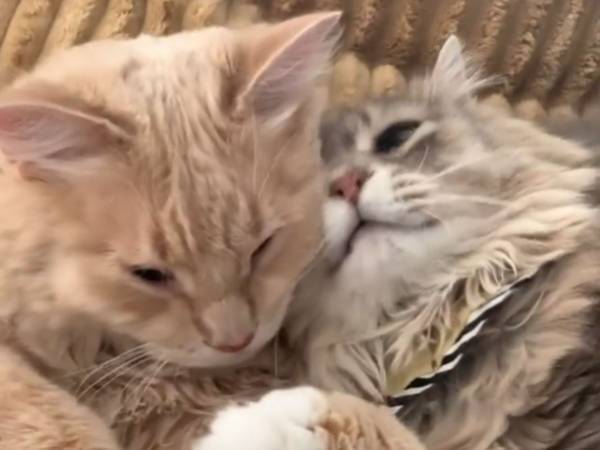 ２匹の背後に、嫉妬の影　動画のラストに腹筋崩壊