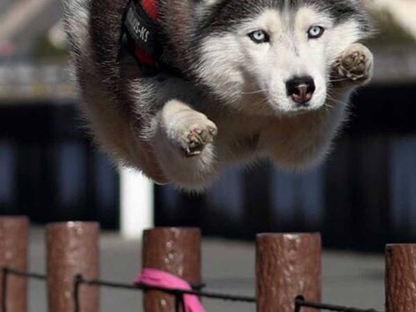 「想像と全然ちがう！」　ハスキーがジャンプする１枚に、吹き出す人が続出