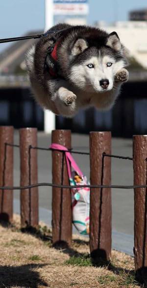 「想像と全然ちがう！」　ハスキーがジャンプする１枚に、吹き出す人が続出