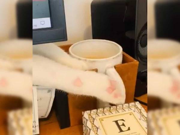 飼い主「眠気の覚めるコーヒー」　理由が分かる９秒に、笑いがこみ上げる！