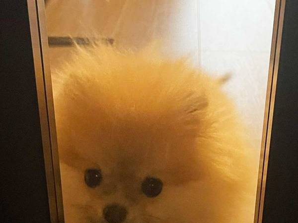 行きたいのに行けない、ポメラニアンの『表情』がこちらです