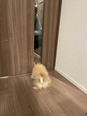 行きたいのに行けない、ポメラニアンの『表情』がこちらです