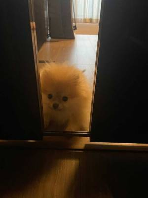 行きたいのに行けない、ポメラニアンの『表情』がこちらです