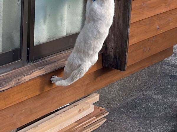 庭で窃盗犯に遭遇…　大胆不敵な犯行の瞬間が、コチラ　「笑った」「執念を感じる」