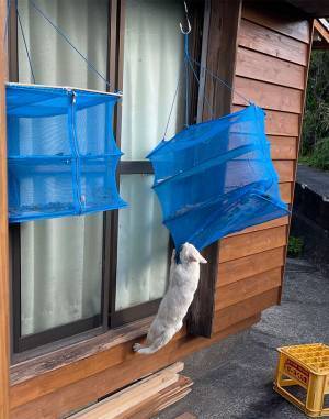 庭で窃盗犯に遭遇…　大胆不敵な犯行の瞬間が、コチラ　「笑った」「執念を感じる」