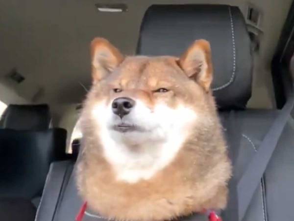 助手席を任された柴犬、しかし途中で眠たくなってしまい…？