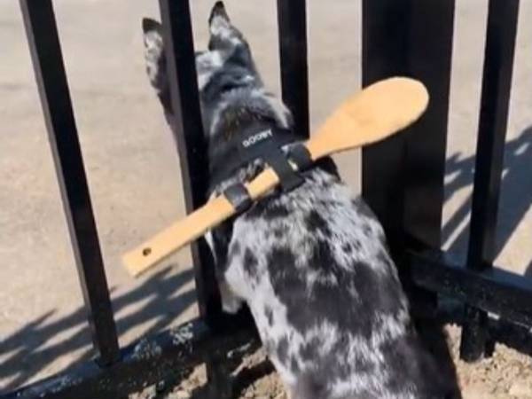 庭から脱走したいチワワ　飼い主のアイディアに　「天才的」「笑い転げた」