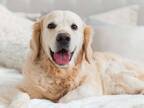 新しいベッドを買ってもらった犬　飼い主さんが思わず犬に感謝した理由とは？