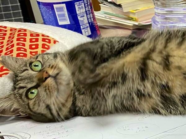 「仕事をさせるものか…」　机を占拠する猫に、吹き出す人続出