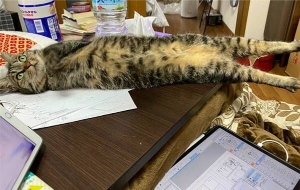 「仕事をさせるものか…」　机を占拠する猫に、吹き出す人続出