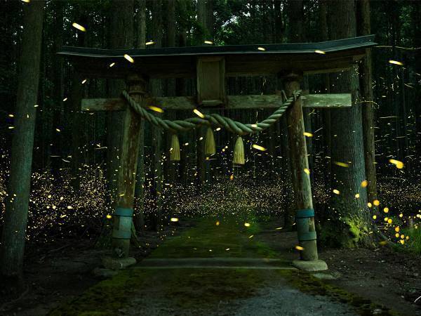 思わず息をのんでしまう！　神社を自由に飛び回るホタルの写真が幻想的【全３枚】