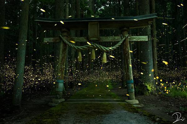思わず息をのんでしまう！　神社を自由に飛び回るホタルの写真が幻想的【全３枚】