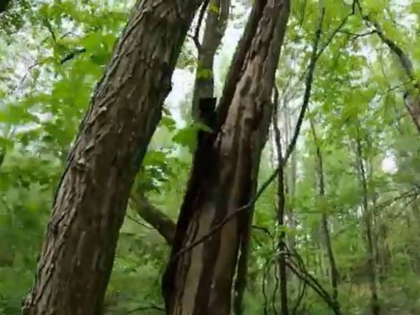 森の中で何かを見つけた犬　そこにいたのは？　「賢い犬」「ヒーローだ」