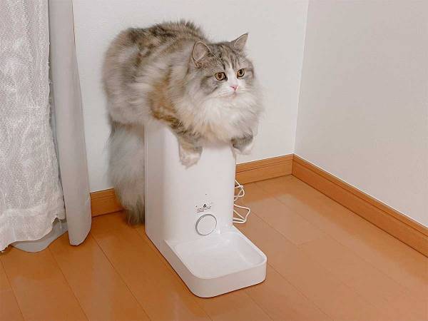 猫の『無言の訴え』に、クスッとする人が続出　「一体化している」「控えめにいって天使」