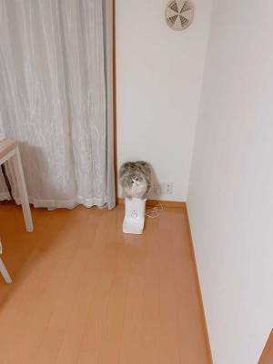 猫の『無言の訴え』に、クスッとする人が続出　「一体化している」「控えめにいって天使」