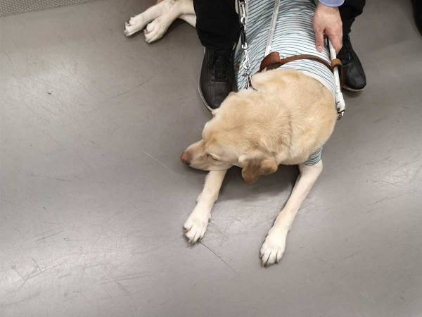 歩きスマホ中に盲導犬の脚を踏んだ乗客　内容に「ひどすぎる」「許せない」の声