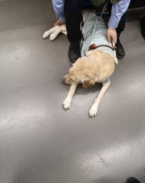 歩きスマホ中に盲導犬の脚を踏んだ乗客　内容に「ひどすぎる」「許せない」の声