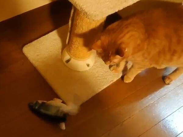 「申し訳ないけど笑った」の声　魚のおもちゃを、猫にプレゼントしたところ？