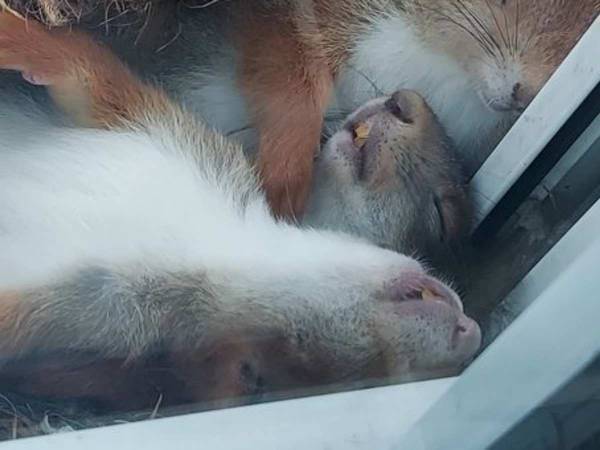 暑い日に窓の外で昼寝をしていたのは？　「かわいすぎる」「うらやましい」