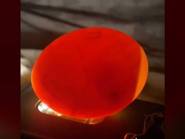 スーパーで買ったアヒルの卵を温めた女性　３０日後、感動の瞬間がやってきた