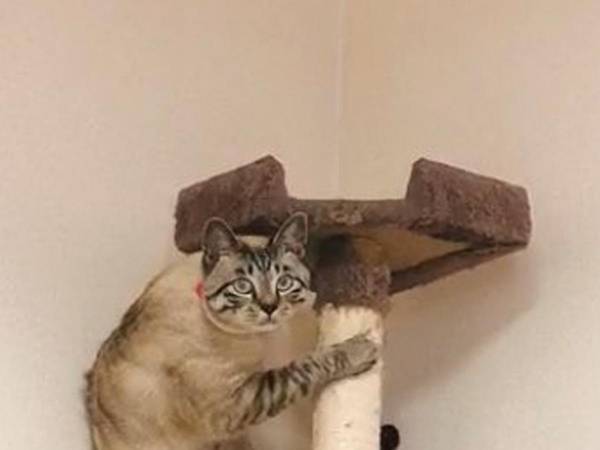 掃除機にビビる猫に「絶対人間はいってる」の声　激写された１枚がこちら