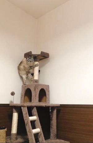 掃除機にビビる猫に「絶対人間はいってる」の声　激写された１枚がこちら