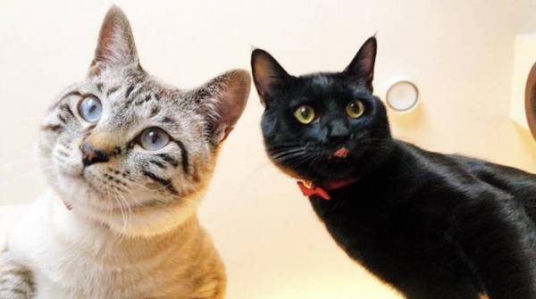 掃除機にビビる猫に「絶対人間はいってる」の声　激写された１枚がこちら