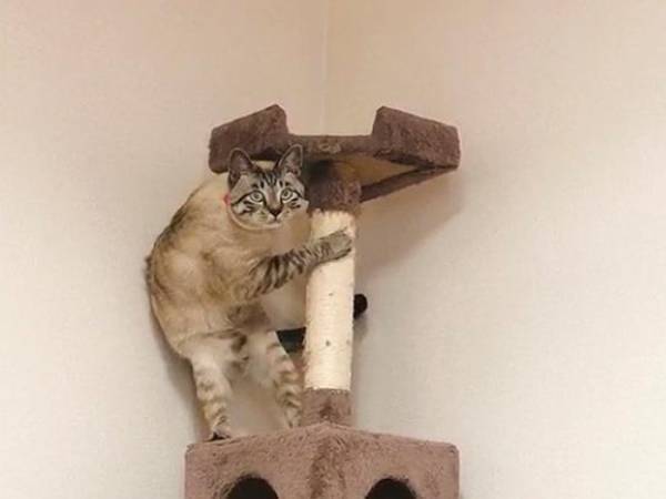 掃除機にビビる猫に「絶対人間はいってる」の声　激写された１枚がこちら