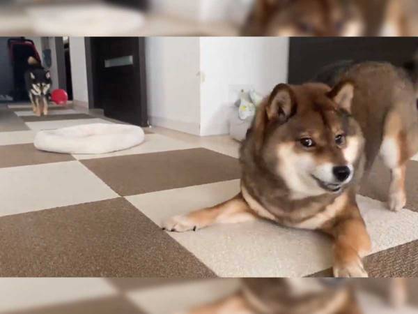 友達を遊びに誘おうとした柴犬　続く展開に「笑った！」「まるでドラマみたい」
