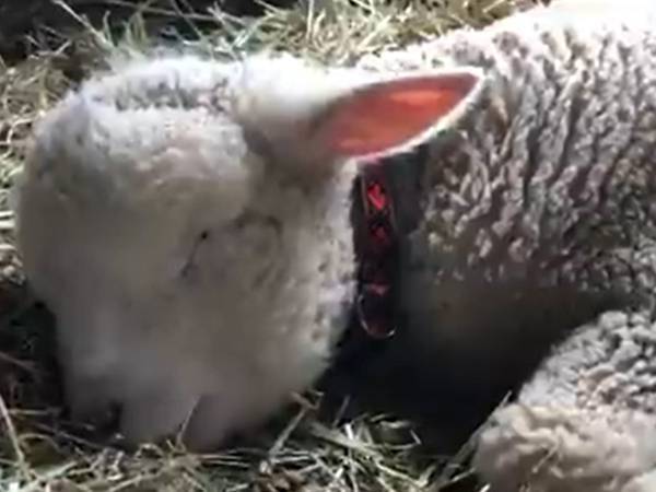 飼育員「可愛すぎか」　寝ている子ヒツジに悶絶したワケとは？