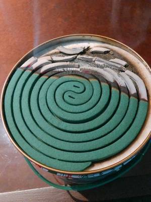 「斬新」「蚊にすごい恨みがありそう」　従業員が蚊取り線香を用意したら、こんな状態に