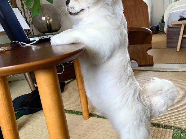 パソコンの前に立つ犬の『表情』が、もはや人間
