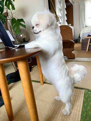 パソコンの前に立つ犬の『表情』が、もはや人間