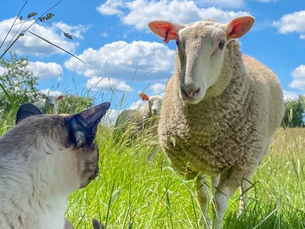 昼寝中のヒツジの背中に乗っているのは…？　「かわいすぎて無理！」