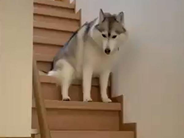 甘えん坊なハスキー　階段で飼い主におねだりする姿が、コチラです