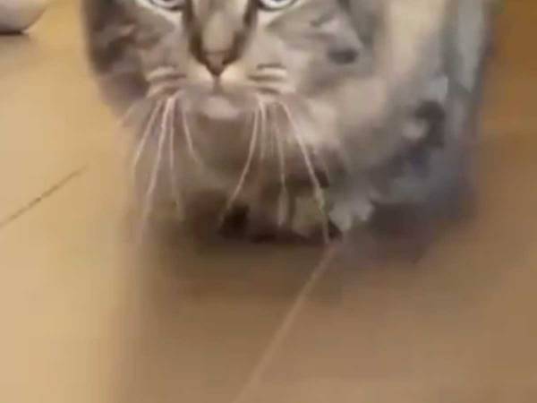 おもちゃへジワジワ近付く猫　その『動き』に吹き出す人が続出