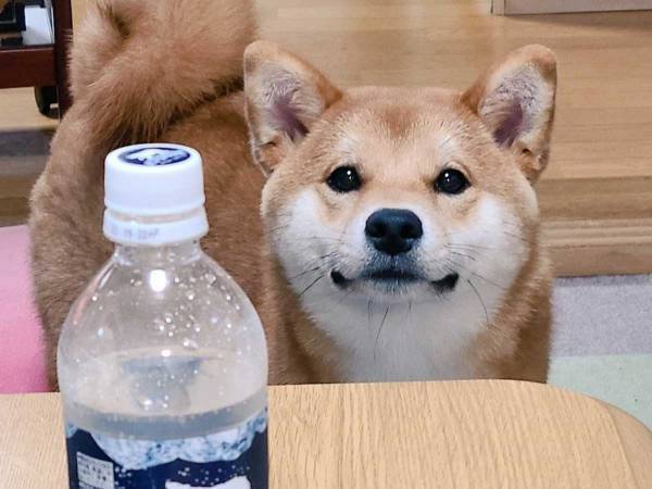 純粋な瞳で飼い主を見つめる柴犬　しかし、背後は…