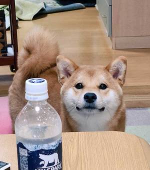 純粋な瞳で飼い主を見つめる柴犬　しかし、背後は…