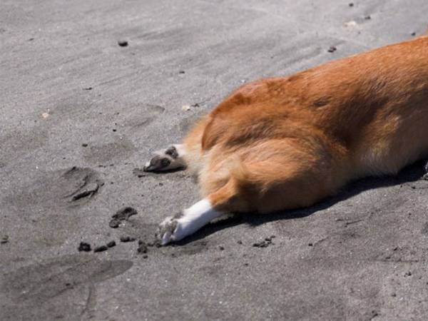 飼い主も不安に…　海の砂浜に伏せて哀愁漂うコーギーの姿に反響