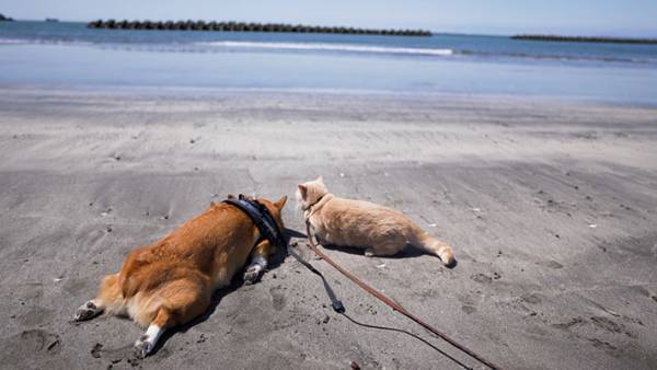 飼い主も不安に…　海の砂浜に伏せて哀愁漂うコーギーの姿に反響