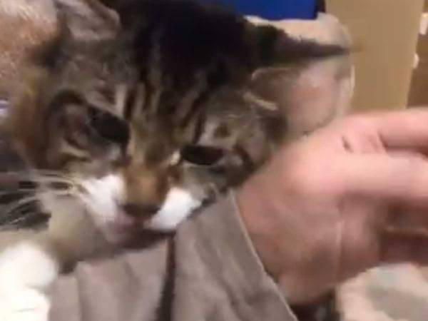 飼い主が突然なでるのを止めると…？　猫の『リアクション』が話題に！