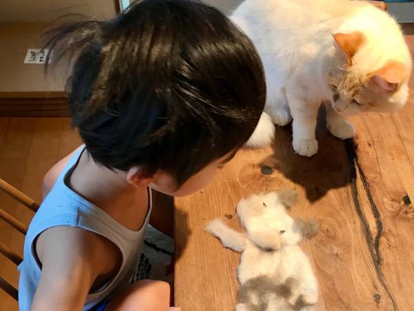 猫の抜け毛で、男の子がやったことは…？　「素晴らしい発想」「最高の光景」