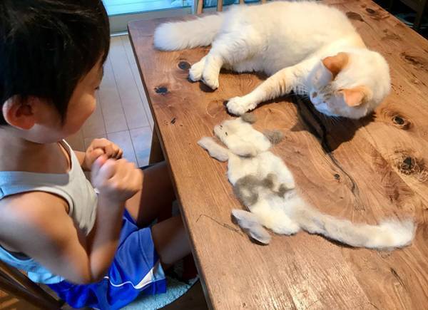 猫の抜け毛で、男の子がやったことは…？　「素晴らしい発想」「最高の光景」