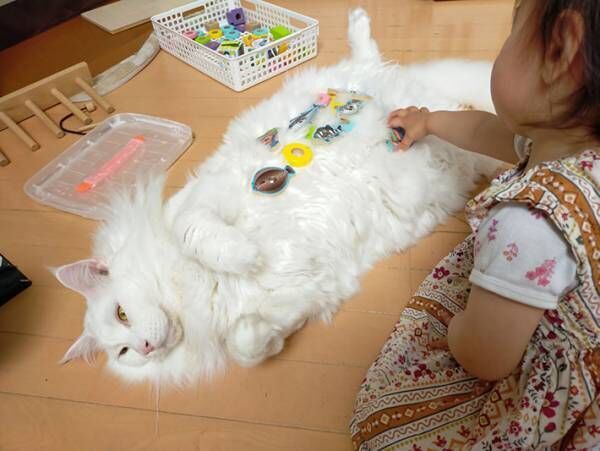 子供の遊びに付き合う愛猫 実は 子供と猫の関係性に心が温まる 21年5月日 ウーマンエキサイト 1 2