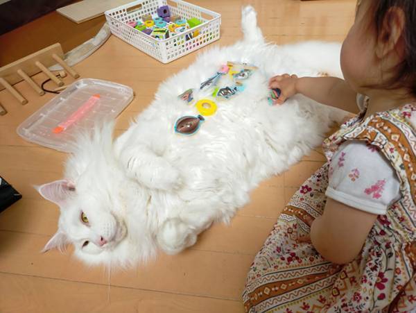 子供の遊びに付き合う愛猫、実は…？　子供と猫の関係性に心が温まる！