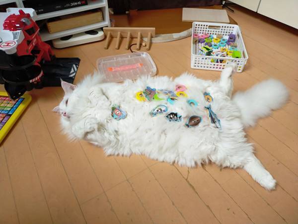 子供の遊びに付き合う愛猫、実は…？　子供と猫の関係性に心が温まる！