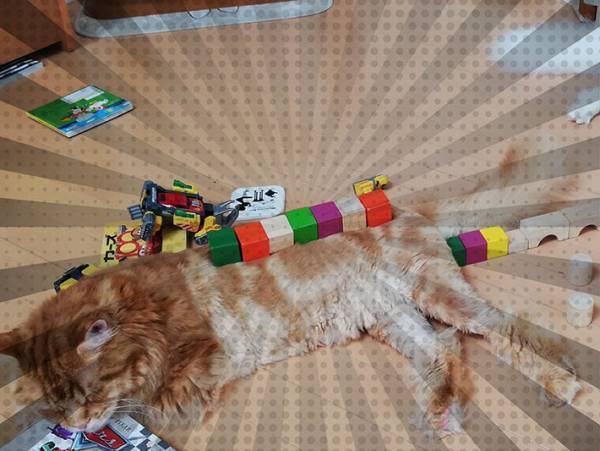 子供の遊びに付き合う愛猫、実は…？　子供と猫の関係性に心が温まる！