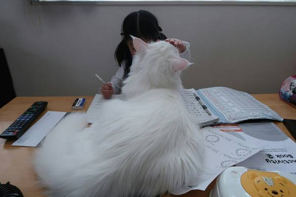 子供の遊びに付き合う愛猫、実は…？　子供と猫の関係性に心が温まる！