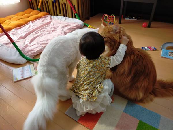 子供の遊びに付き合う愛猫、実は…？　子供と猫の関係性に心が温まる！